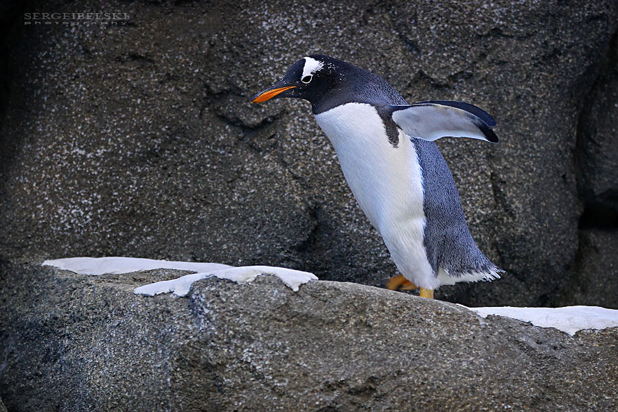 calgary zoo sergei belski photo