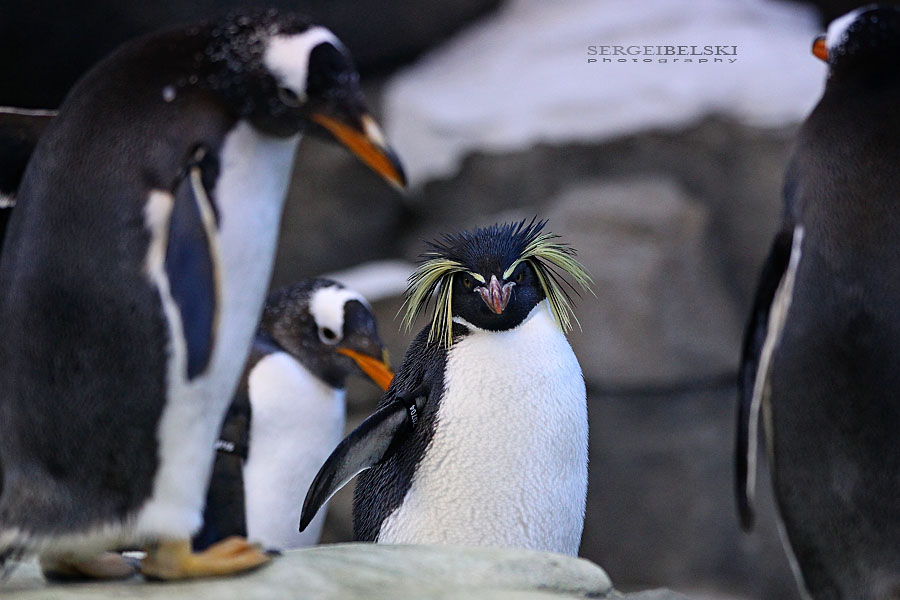 calgary zoo sergei belski photo
