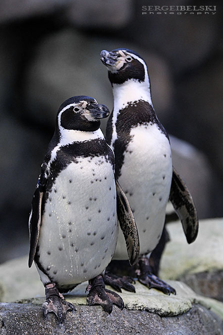 calgary zoo sergei belski photo