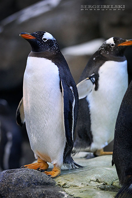 calgary zoo sergei belski photo
