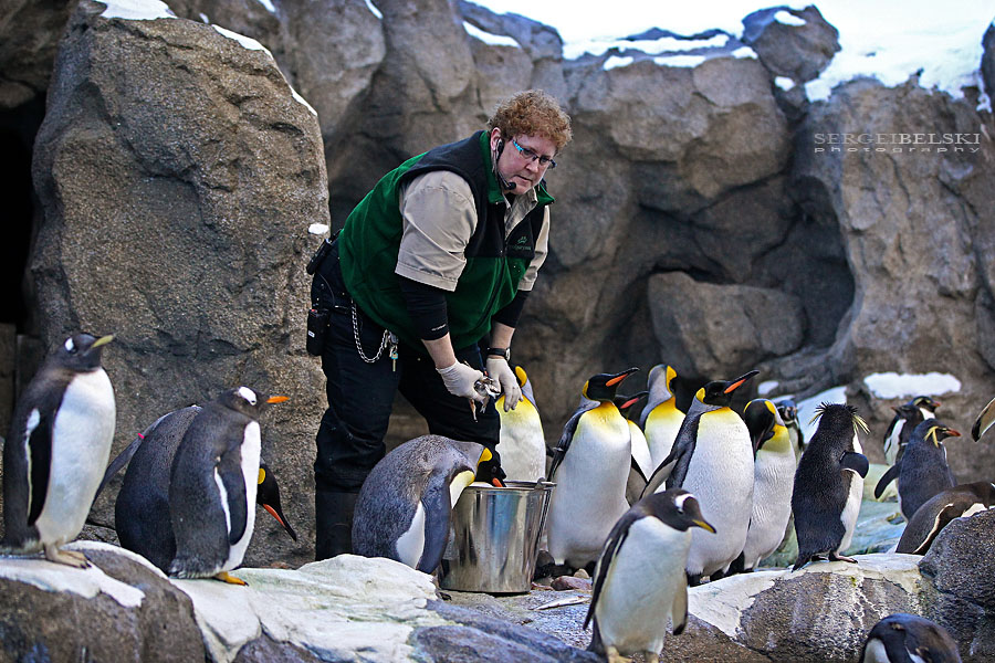 calgary zoo sergei belski photo