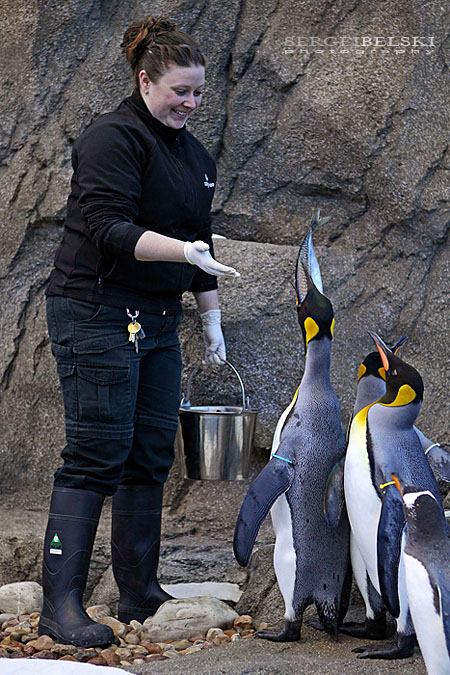 calgary zoo event sergei belski photo