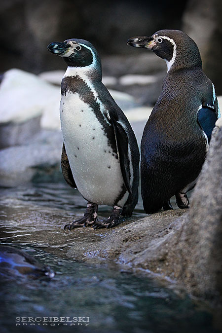 calgary zoo event sergei belski photo