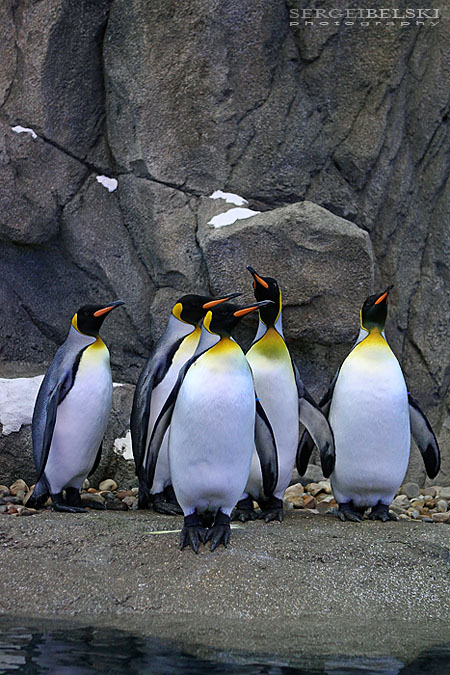 calgary zoo event sergei belski photo