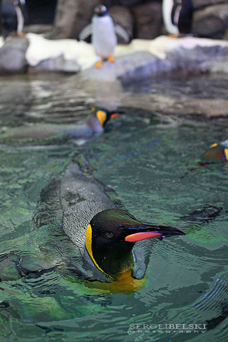calgary zoo event sergei belski photo