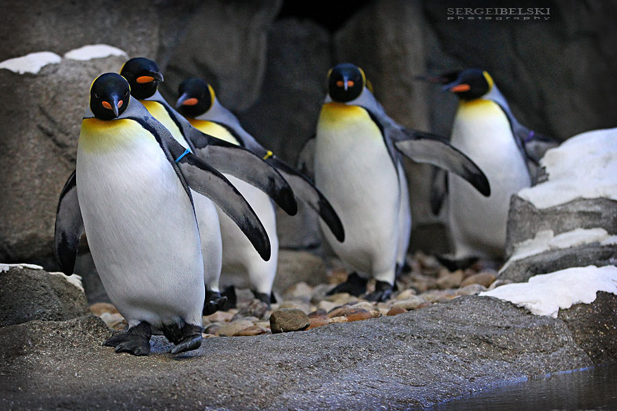 calgary zoo event sergei belski photo