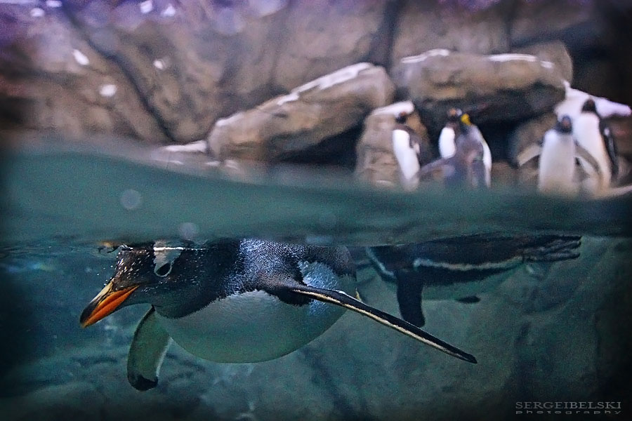 calgary zoo event sergei belski photo
