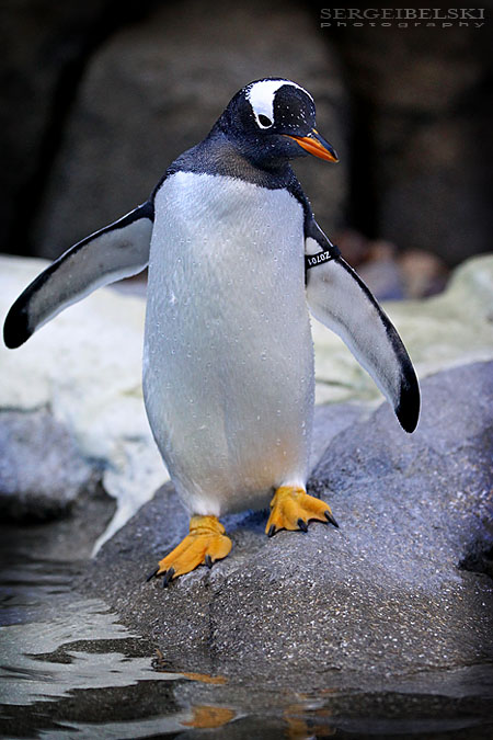 calgary zoo event sergei belski photo