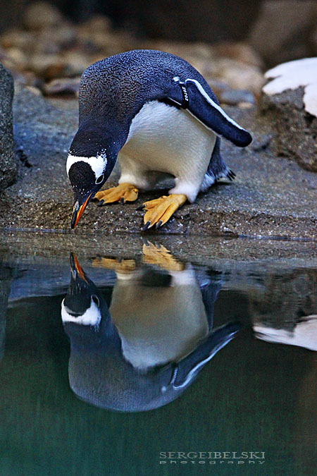 calgary zoo event sergei belski photo