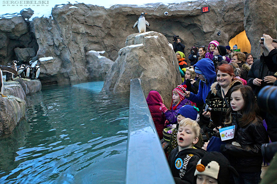calgary zoo event sergei belski photo