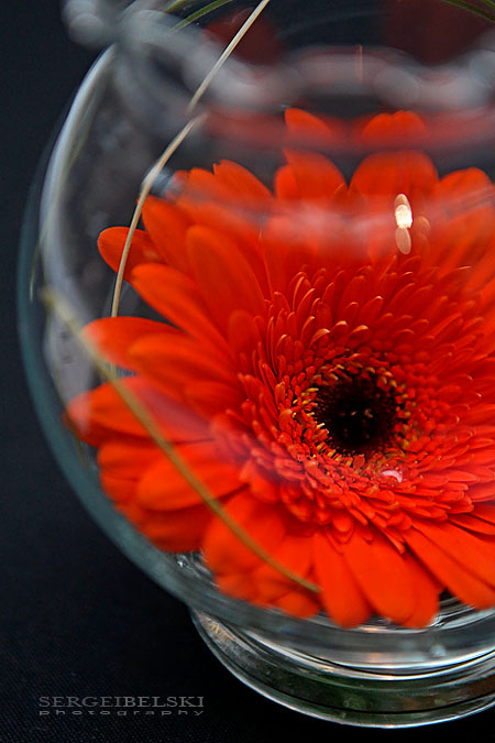 calgary event photographer sait sergei belski photo