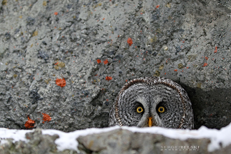 calgary zoo event sergei belski photo