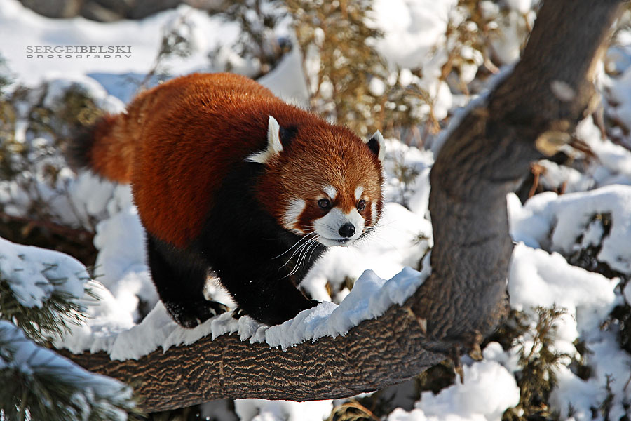 calgary zoo event sergei belski photo
