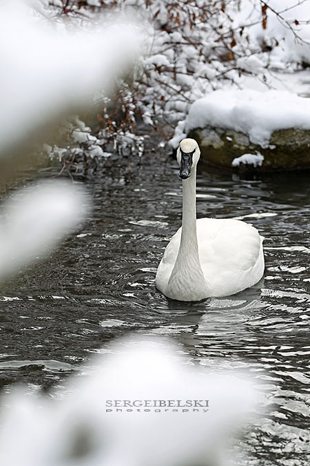 calgary zoo event sergei belski photo