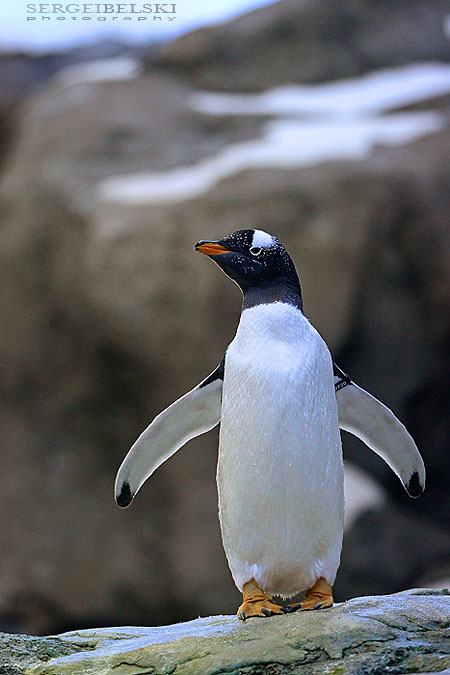 calgary zoo event sergei belski photo
