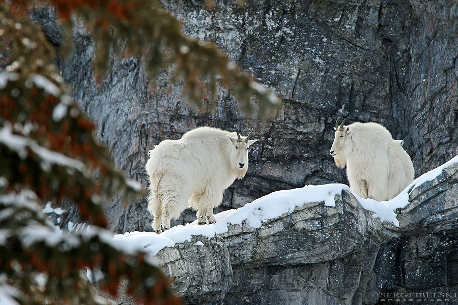 calgary zoo event sergei belski photo