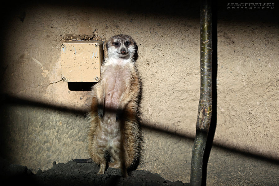 calgary zoo event sergei belski photo