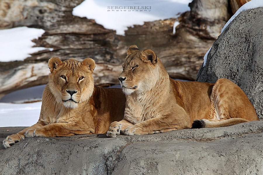 calgary zoo event sergei belski photo