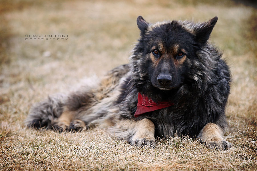 saskatoon trip sergei belski photo