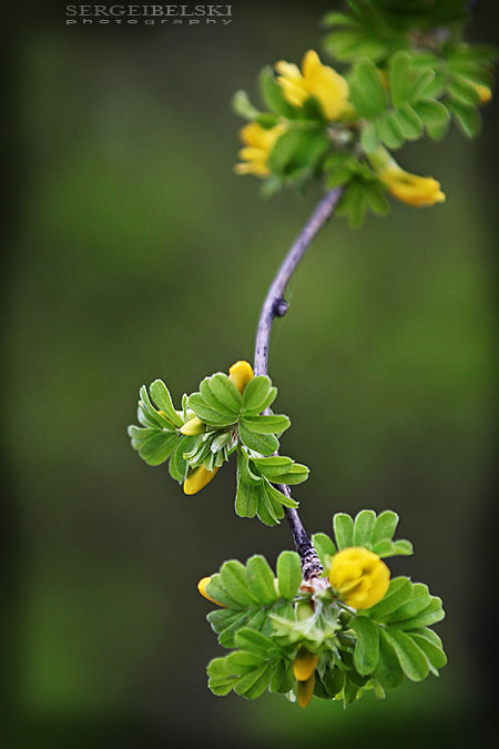 engagement sergei belski photo