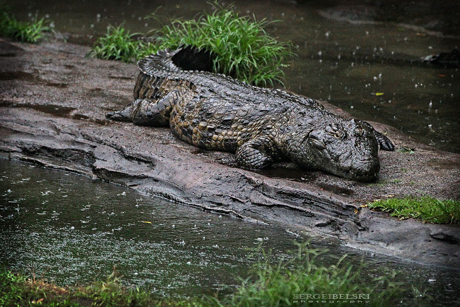 florida vacation sergei belski photo