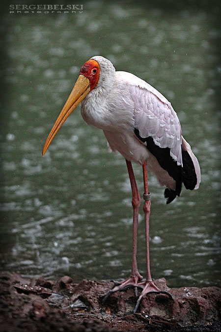 florida vacation sergei belski photo