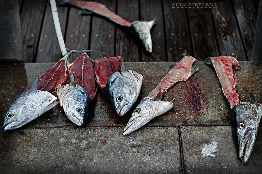 florida vacation sergei belski photo