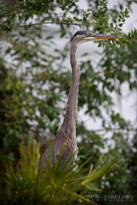 florida vacation sergei belski photo