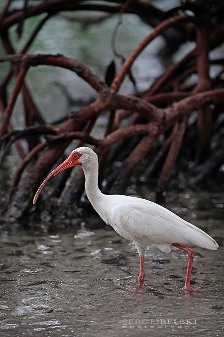 florida vacation sergei belski photo