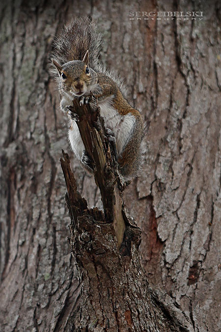 florida vacation sergei belski photo