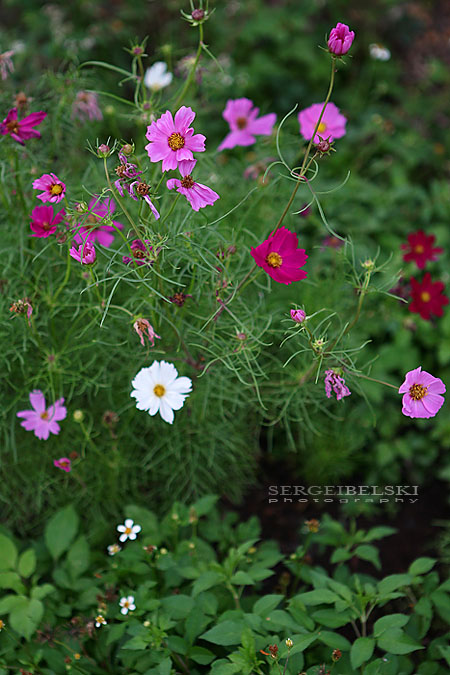 florida vacation sergei belski photo