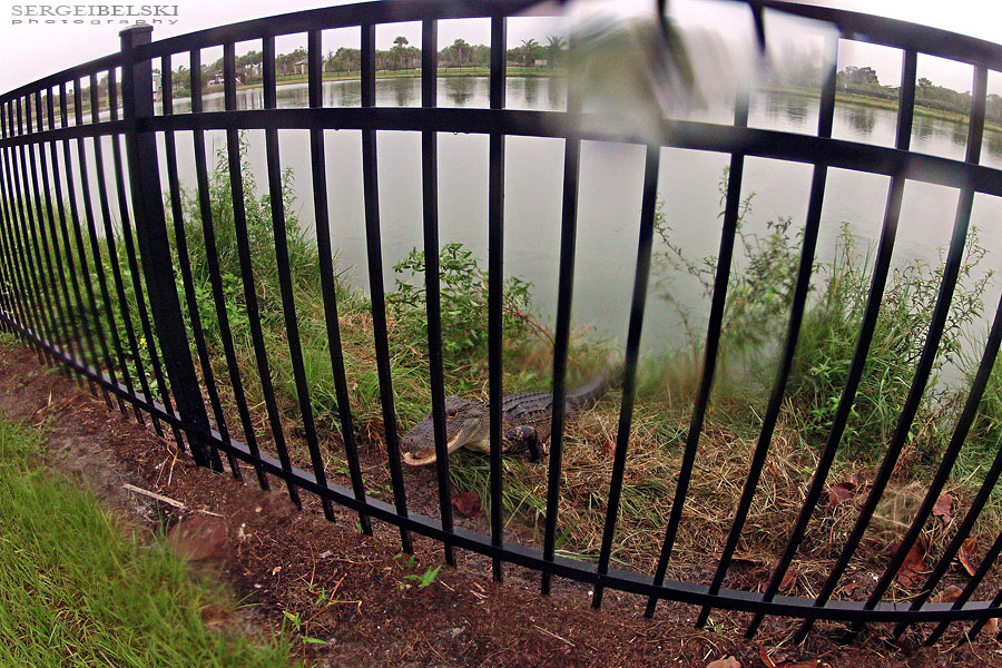 florida vacation sergei belski photo