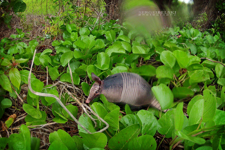 florida vacation sergei belski photo