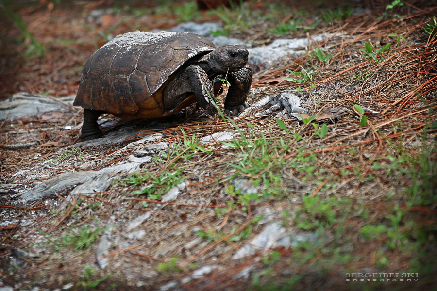 florida vacation sergei belski photo