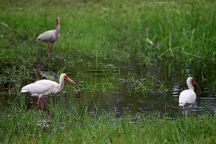 florida vacation sergei belski photo