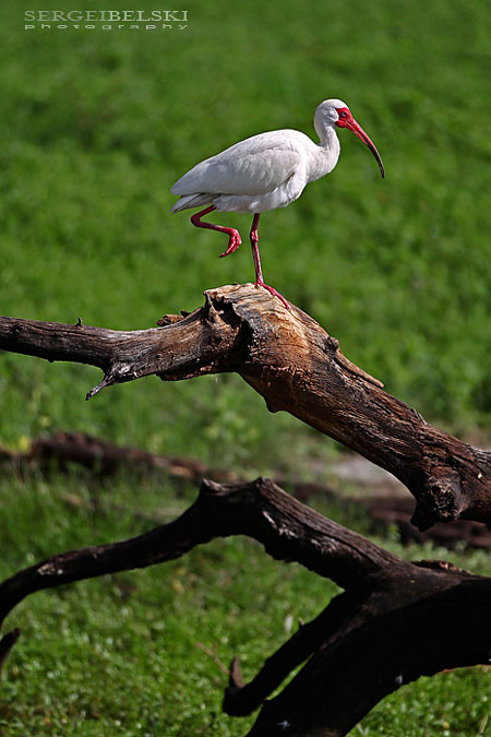 florida vacation sergei belski photo