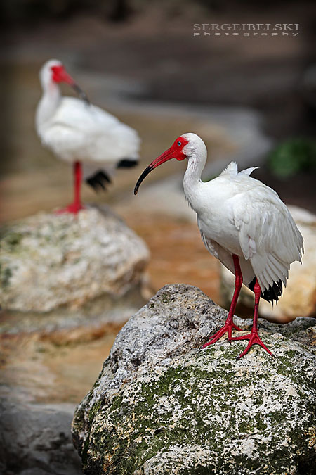 florida vacation sergei belski photo