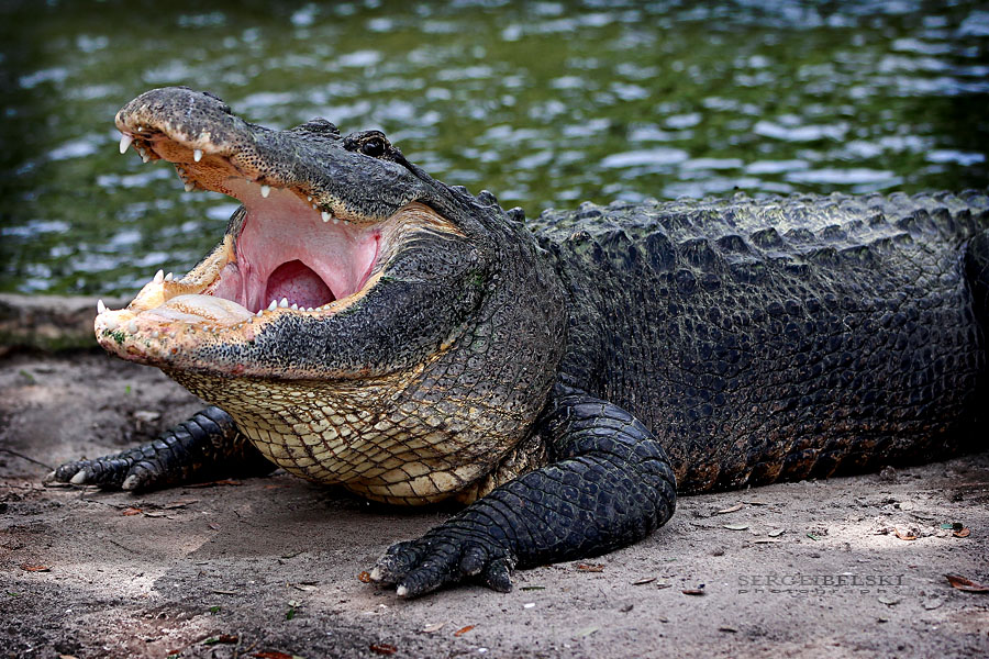 florida vacation sergei belski photo