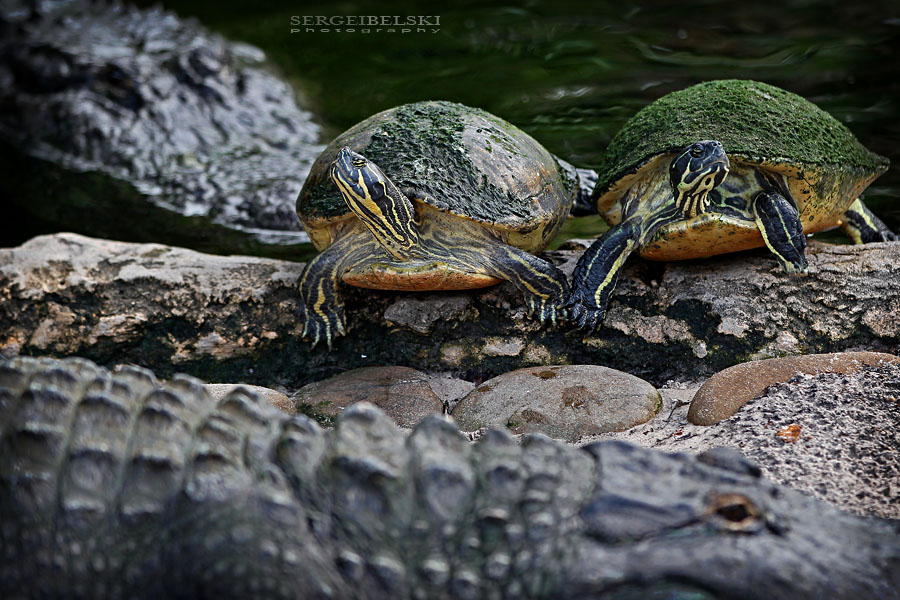 florida vacation sergei belski photo