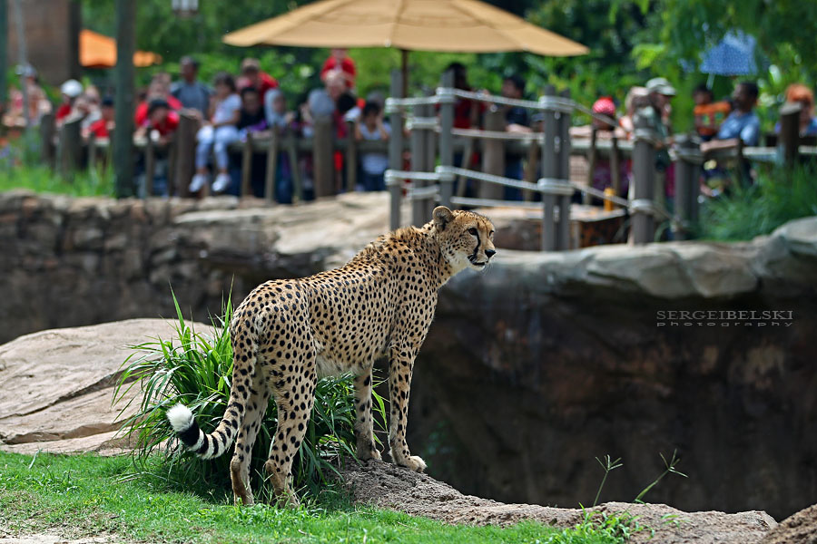 florida vacation sergei belski photo