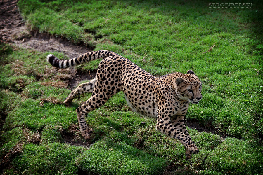 florida vacation sergei belski photo