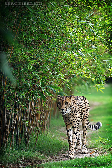 florida vacation sergei belski photo