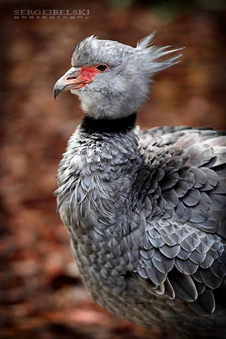 florida vacation sergei belski photo