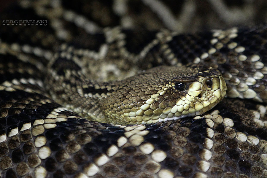 florida vacation sergei belski photo