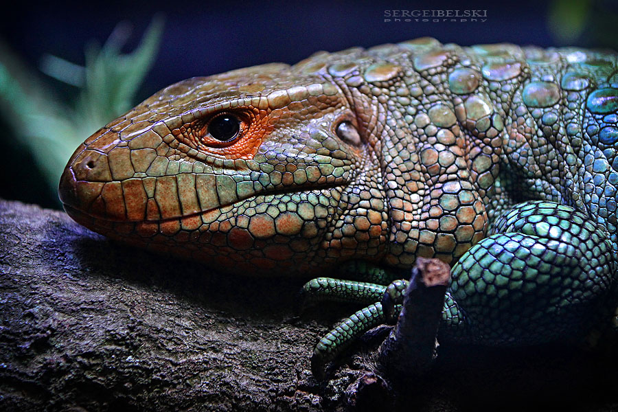 florida vacation sergei belski photo