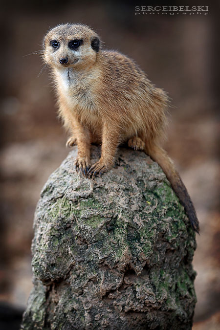 florida vacation sergei belski photo