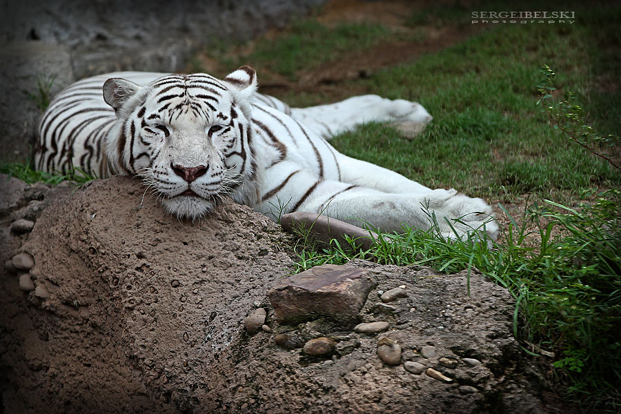 florida vacation sergei belski photo