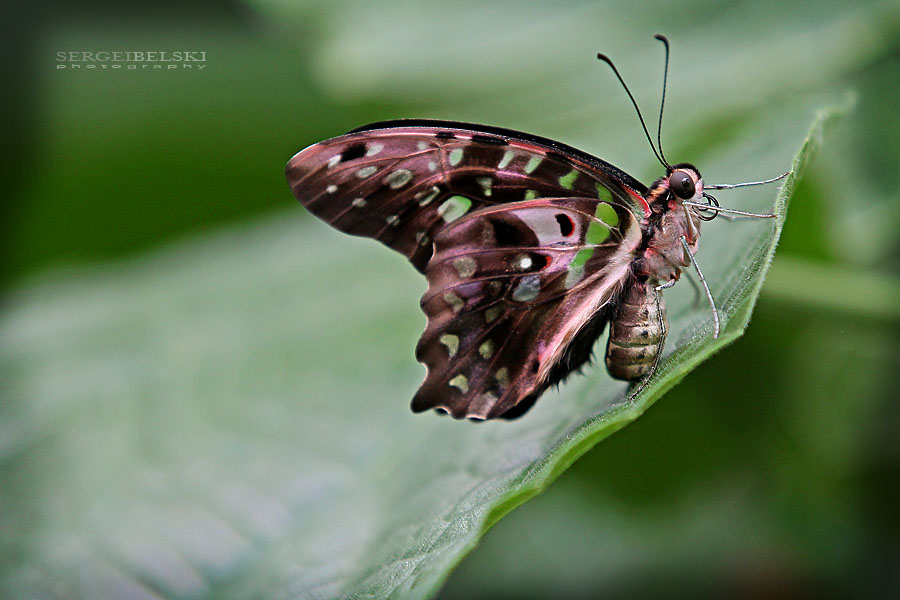 calgary zoo sergei belski photo