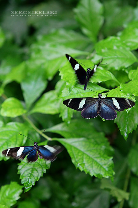 calgary zoo sergei belski photo