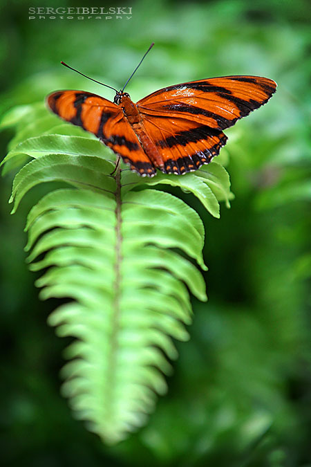calgary zoo sergei belski photo
